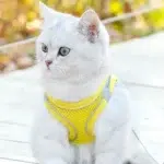 h1